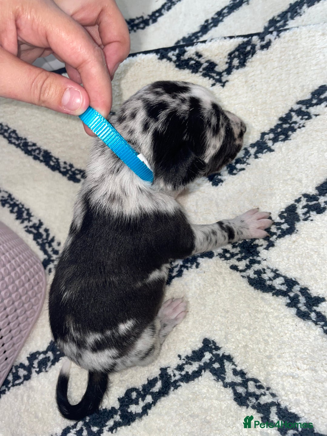 Whippet dogs for sale: Collie X whippet X whippet  - Image 10