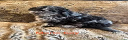 Cockapoo dogs for sale: ✨ Outstanding toy cockapoo Puppies for Sale ✨ - Advert 1