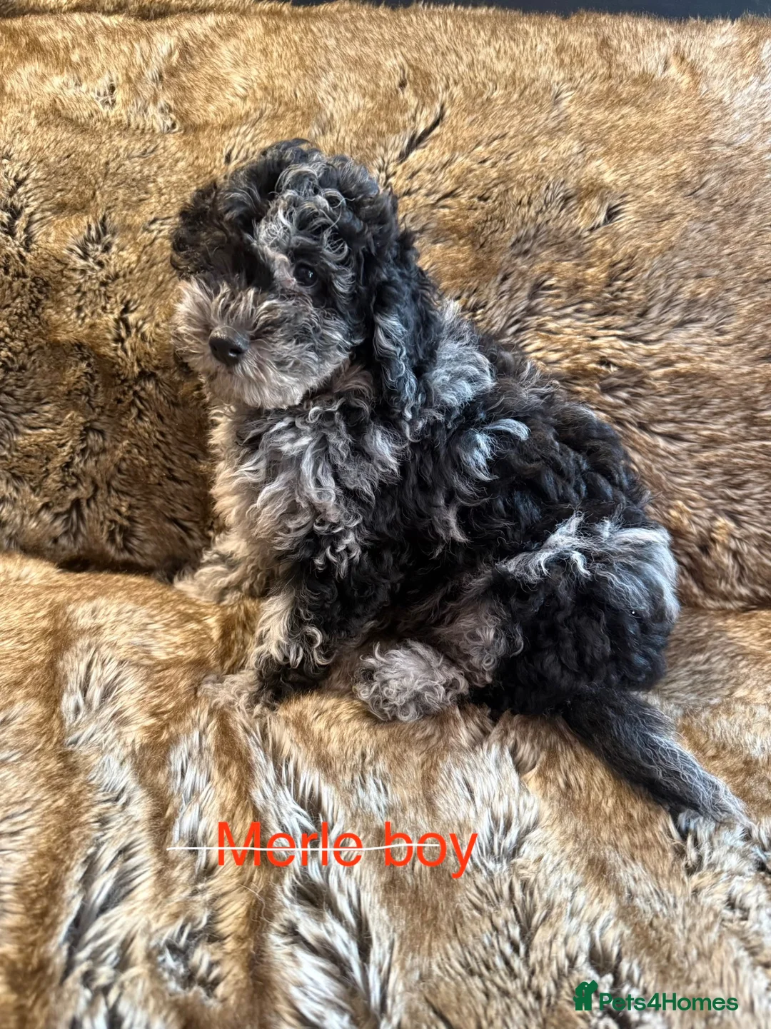 Cockapoo dogs for sale: ✨ Outstanding toy cockapoo Puppies for Sale ✨ - Advert 1