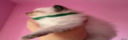 Ragdoll cats for sale: Exceptional Ragdolls  - Advert 33