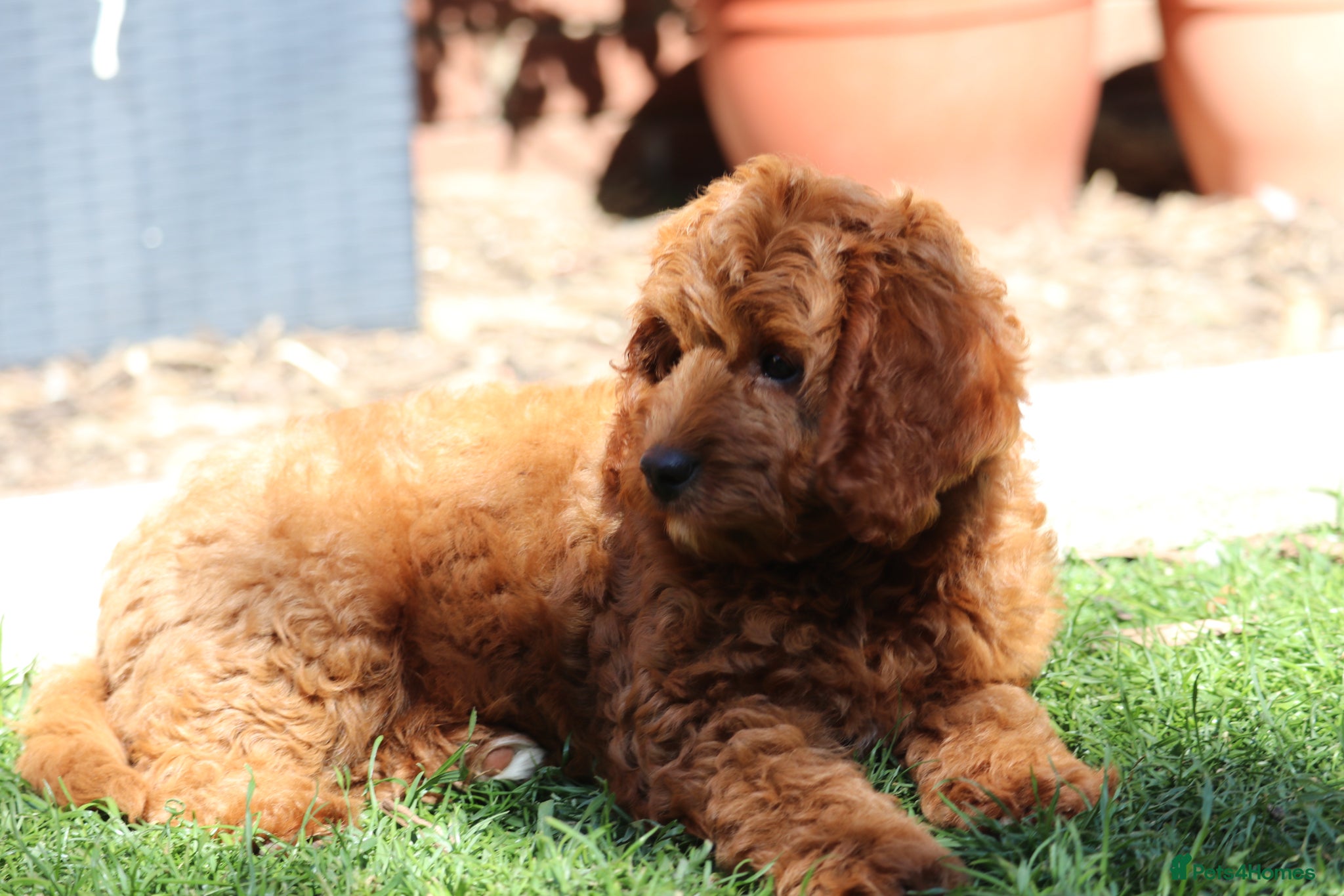 Cavapoo dogs ⭐️Deep Red Cavapoo Puppies🐾🐶 READY NOW - Advert 2