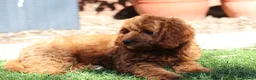 Cavapoo dogs for sale: ⭐️Deep Red Cavapoo Puppies🐾🐶 READY NOW - Advert 2