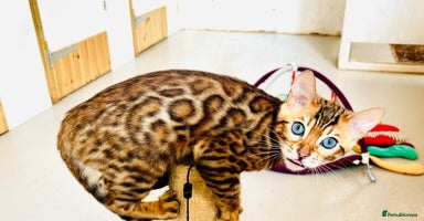Bengal cats - Advert 12