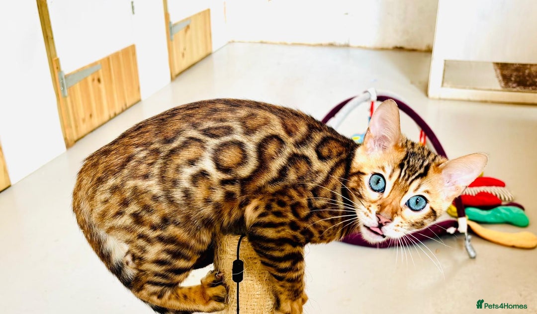 Bengal cats for sale: Brown rosetted male bengal kittens, TICA reg - Image 2