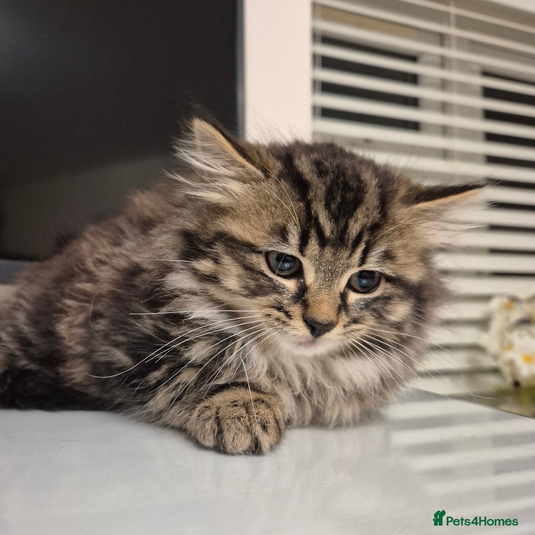 Mixed Breed cats for sale: Beautiful Mixed Breed Female Kitten - Image 4