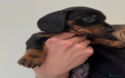 Miniature Dachshund dogs for sale: Gorgeous black and tan miniature dashhound puppies - Image 4