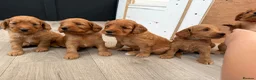Cockapoo dogs for sale: F1 cockapoo for sale - Advert 5