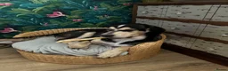 Mixed Breed dogs for sale: Gorgeous Max - Advert 3