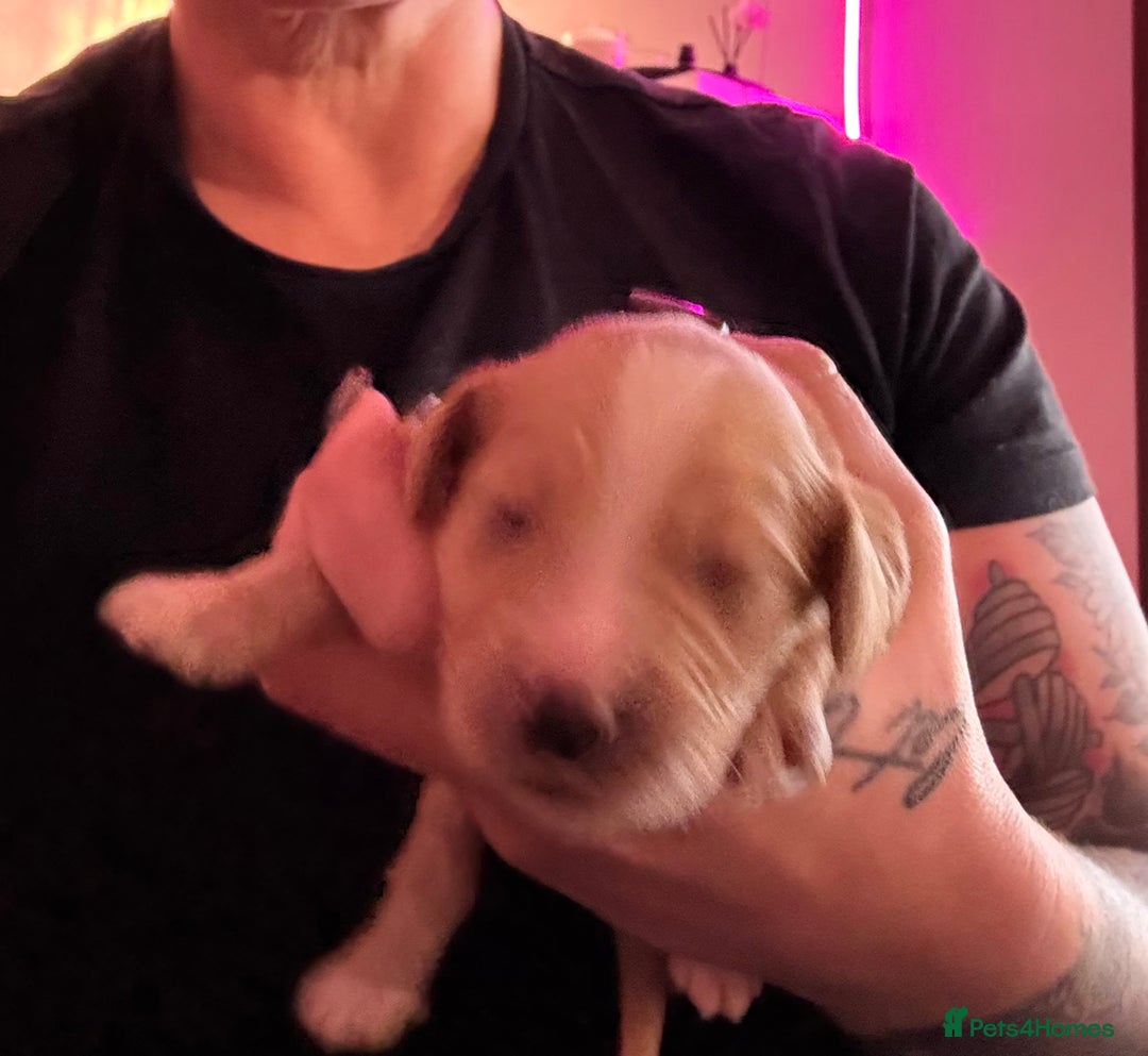 Cockapoo dogs for sale: Outstanding fb1 cockapoo puppies - Advert 11