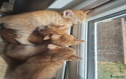 Mixed Breed cats for sale: Kittens ready for forever home - Image 4