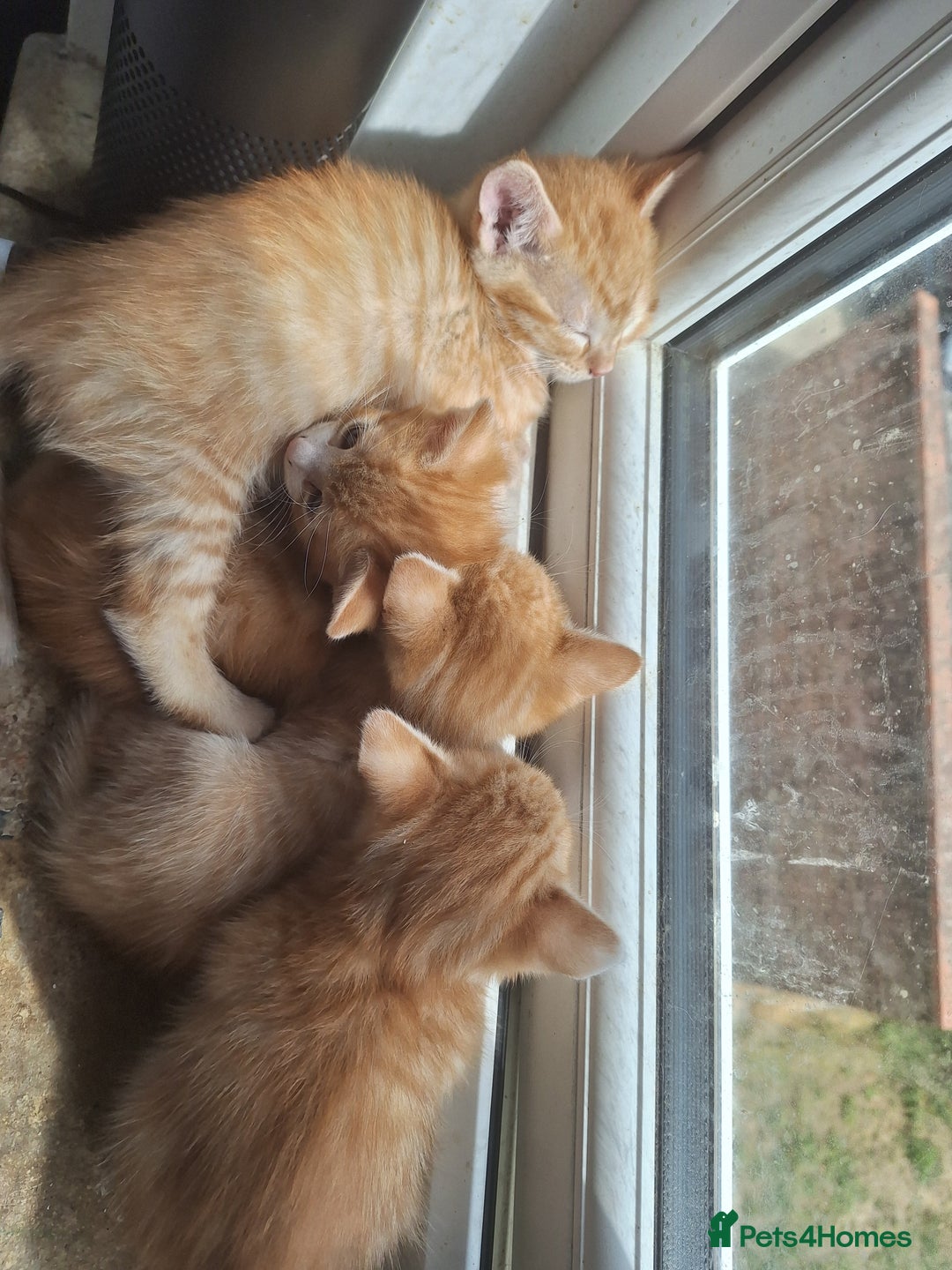 Mixed Breed cats for sale: Kittens ready for forever home - Image 4