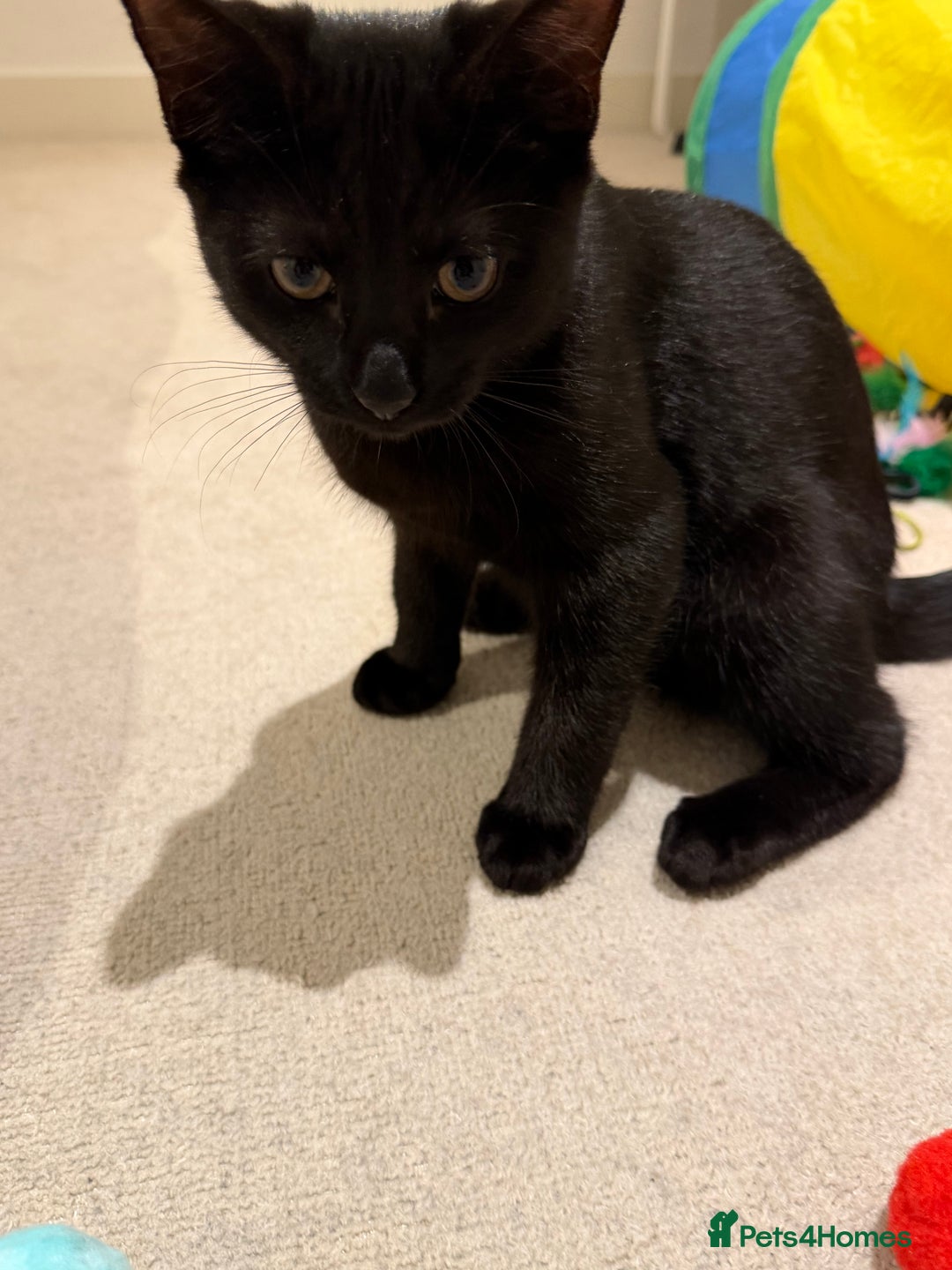 Mixed Breed cats for sale: Friendly Cat Looking for a Loving Home - Advert 6