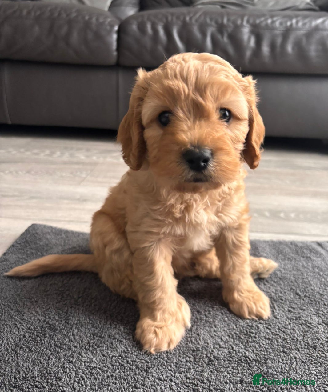 Cavapoo dogs Cavapoo Puppies. Ready in 2 weeks. Now for viewing - Advert 2