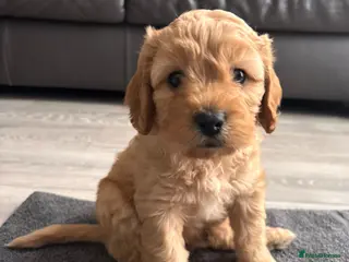 Cavapoo dogs Cavapoo Puppies. Ready in 2 weeks. Now for viewing - Advert 2