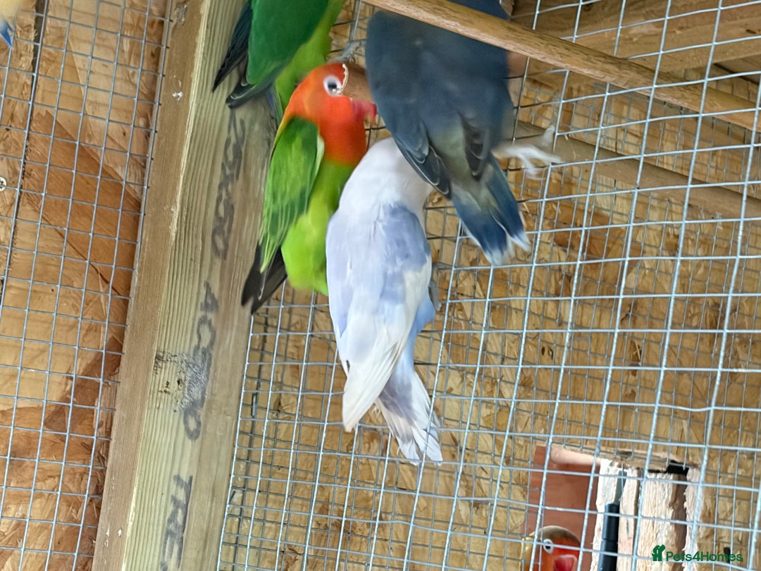 Lovebirds birds for sale: Colony of Fischer Lovebirds - Advert 8