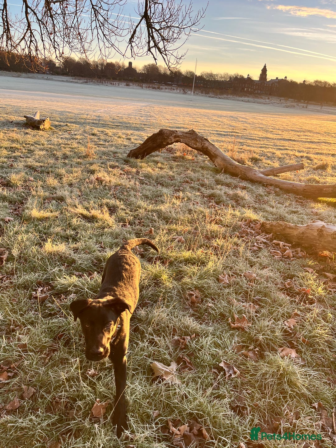 Mixed Breed dogs for sale: 6 month old Sheprador for sale  - Advert 2