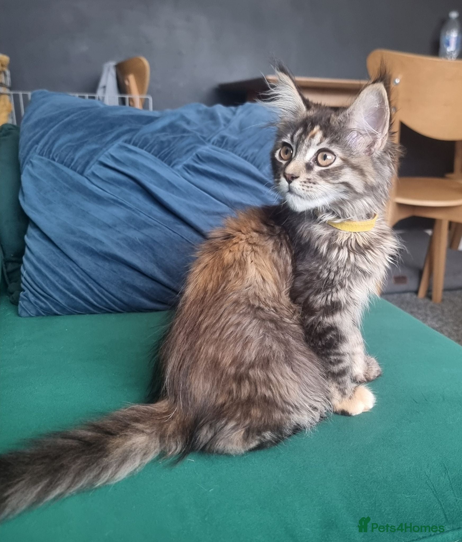 Maine Coon cats TICA REG. MAINE COON KITTENS  - Advert 2
