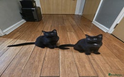 Mixed Breed cats for sale: British Short hair mixed breeds  - Advert 26