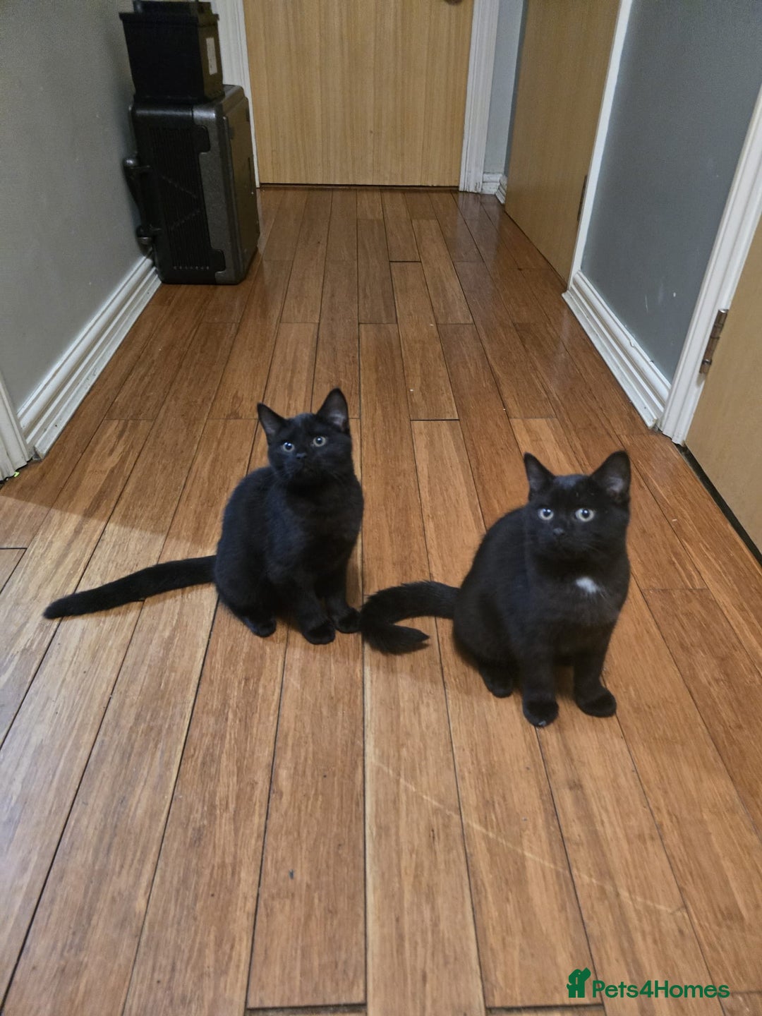 Mixed Breed cats for sale: British Short hair mixed breeds  - Advert 26