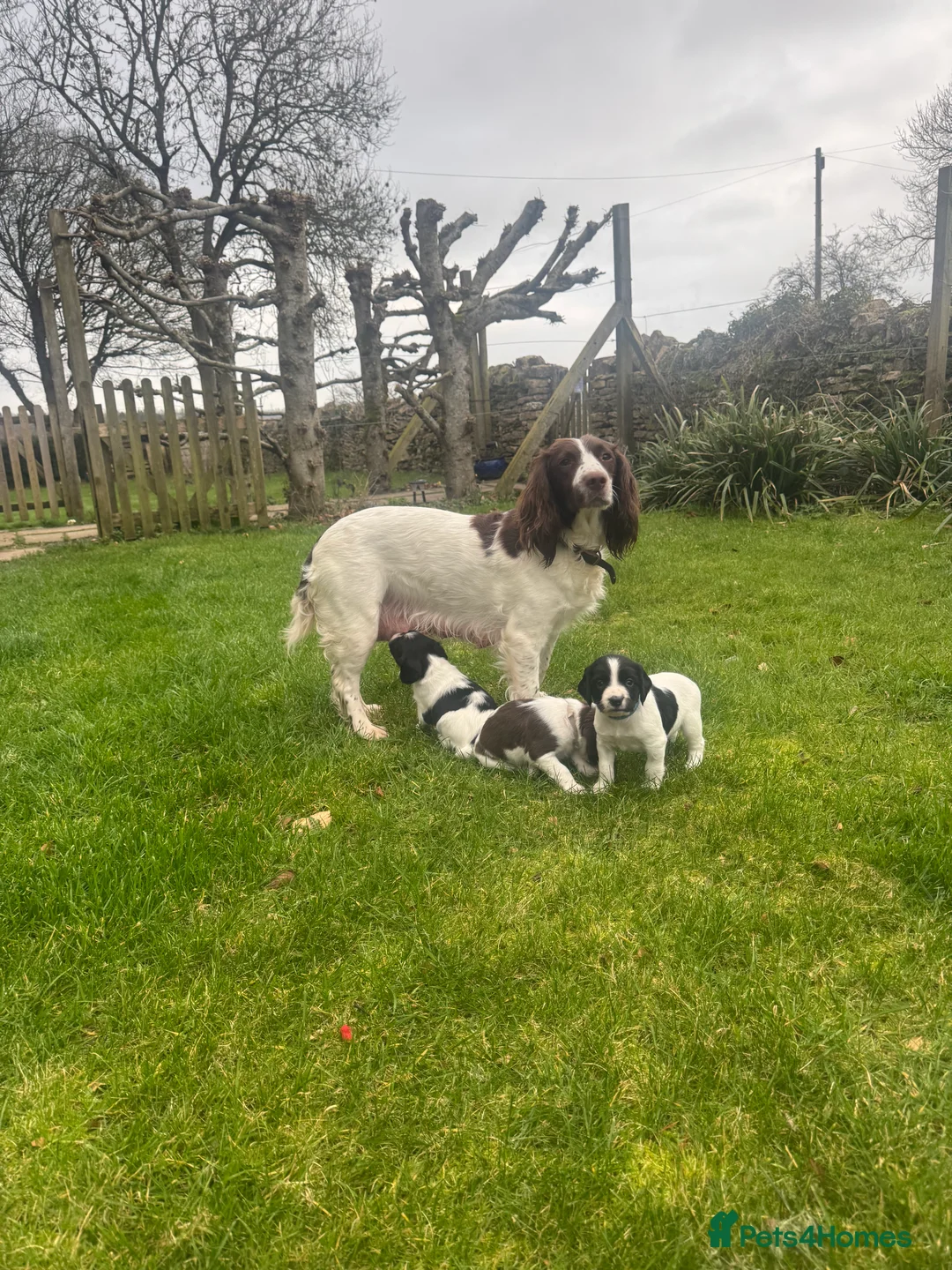 English Springer Spaniel dogs for sale: British springer spaniel - Advert 7