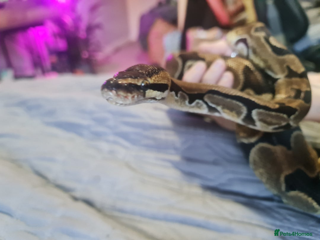 Python Snake reptiles for sale: Female Enchi Ball Python with Full Setup - Image 5