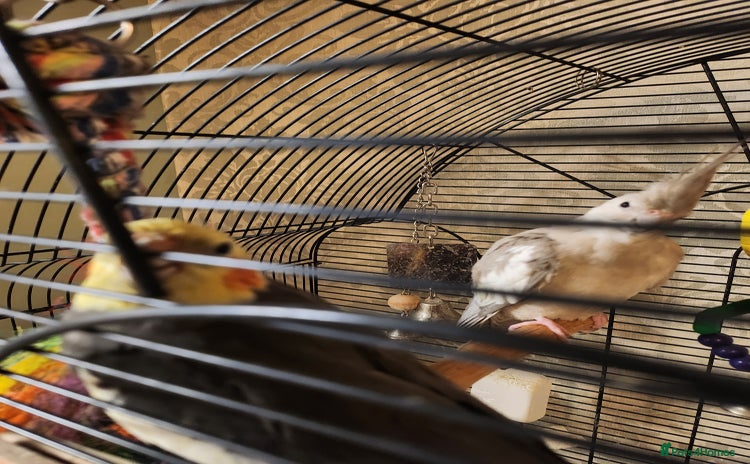 Cockatiels birds - Advert 1