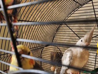 Cockatiels birds - Advert 27