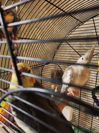 Cockatiels birds - Advert 12