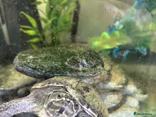 Terrapin reptiles Skittz the musk terrapin and set up for sale - Advert 6