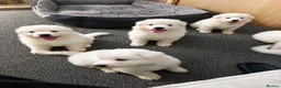 White Swiss Shepherd dogs for sale: 🐾 Swiss White Shepherd Puppies reduced 🐾 - Advert 24