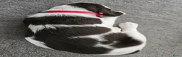 English Springer Spaniel dogs for sale: Gorgeous Family-Raised Springer Spaniel Puppies - Advert 13