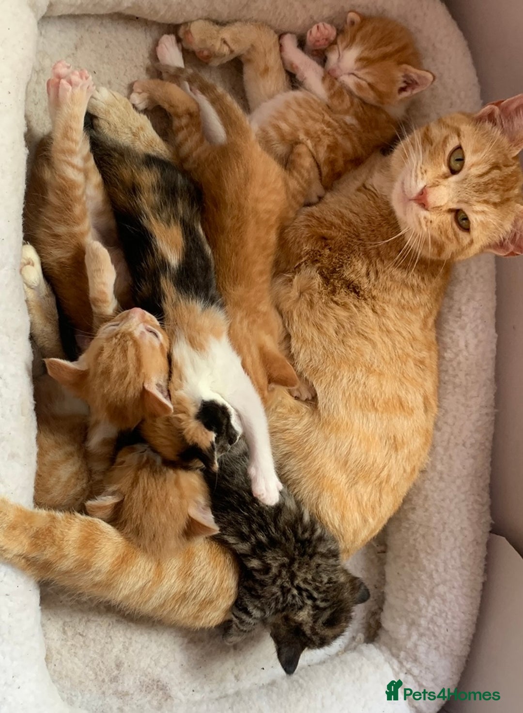 Mixed Breed cats for sale: Gorgeous Kittens Looking for New Homes  - Image 13
