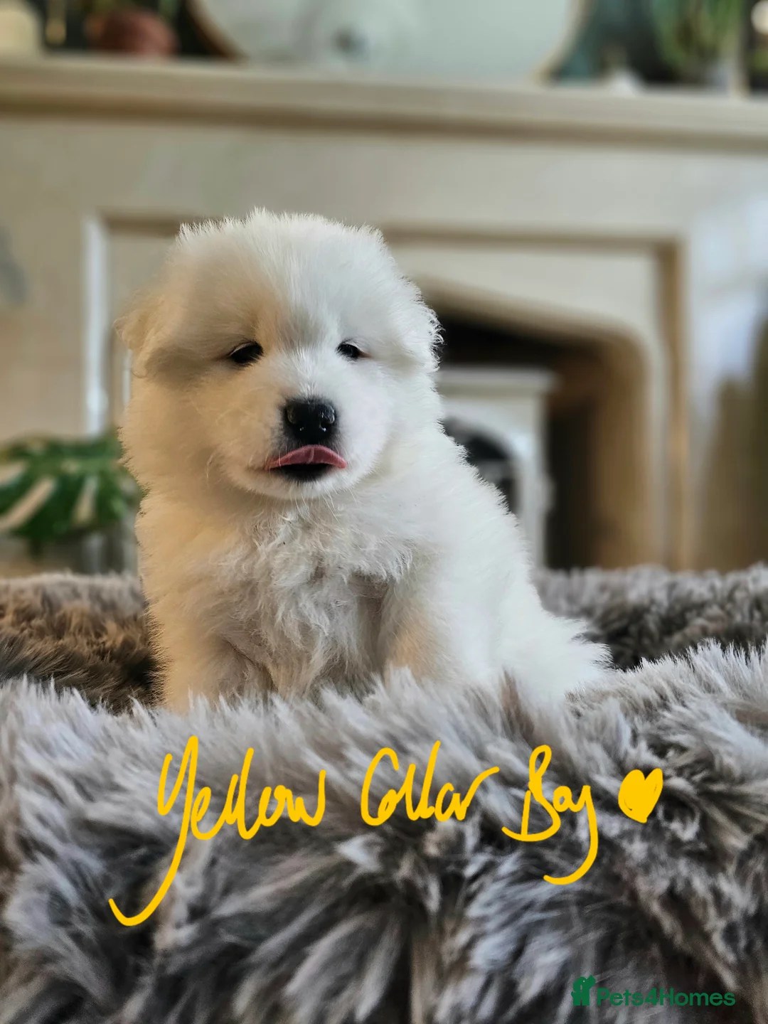 Samoyed dogs for sale: ⭐ EXCEPTIONAL BEAR-HEAD PUPPIES ⭐Champion Heritage - Advert 21