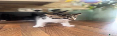 Playful tabby girl 1