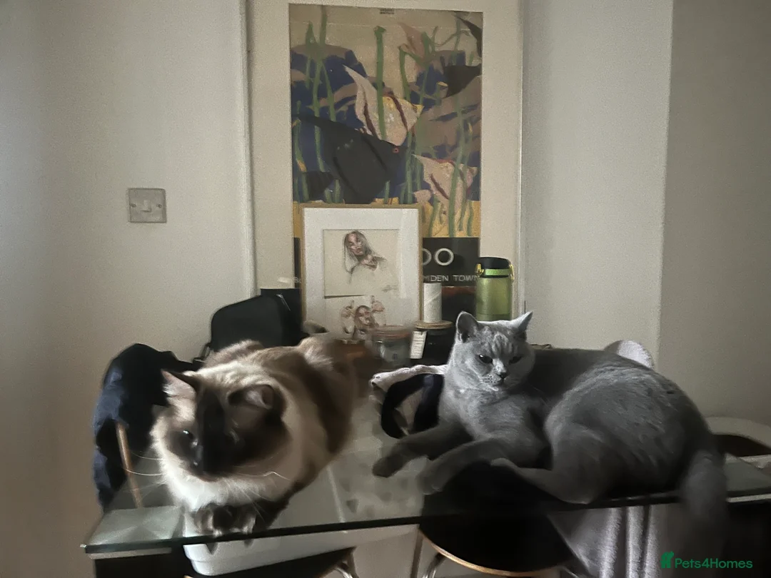 Ragdoll cats for sale: 4 yr old ragdoll male  in Manchester - Advert 4