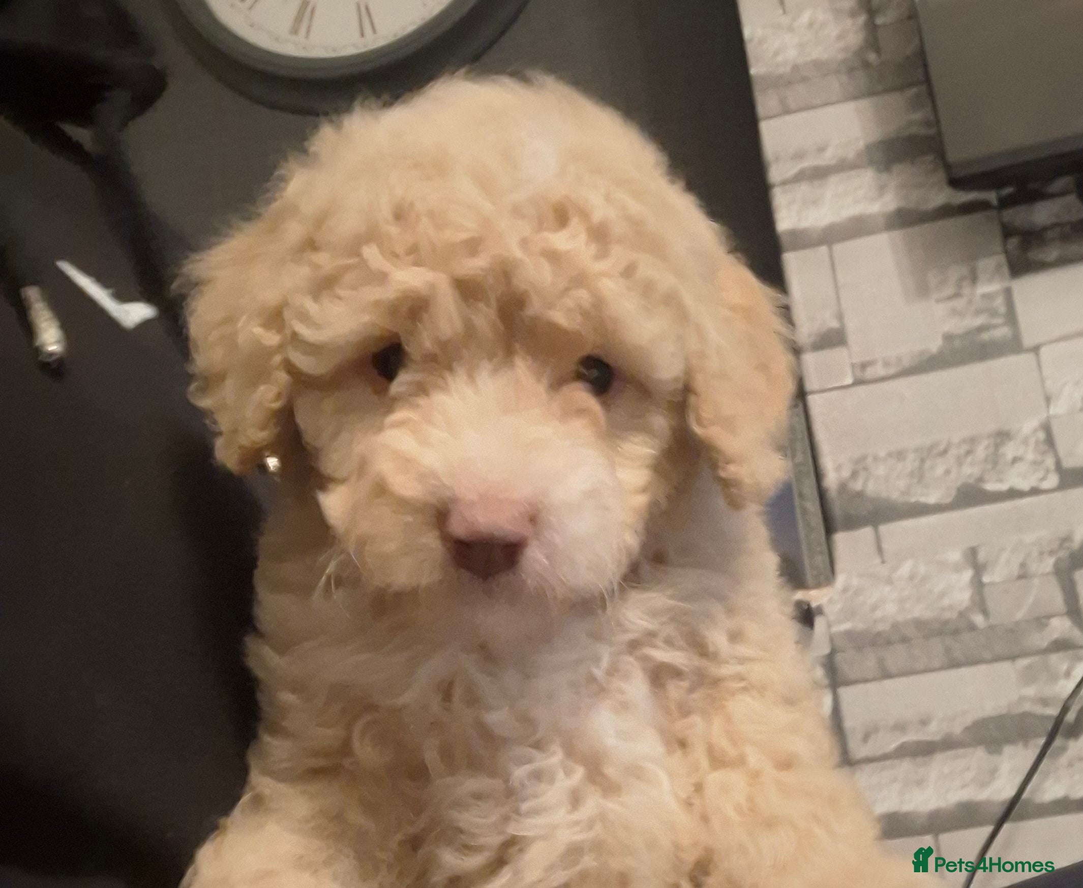 Cockapoo dogs Minature cockapoo puppies - Advert 18