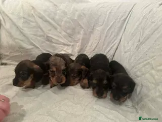 Dachshund dogs Kc registered wirehaired - Advert 1