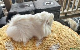 Guinea Pig rodents for sale: 2 Peruvian boar’s  in Wickford - Image 2