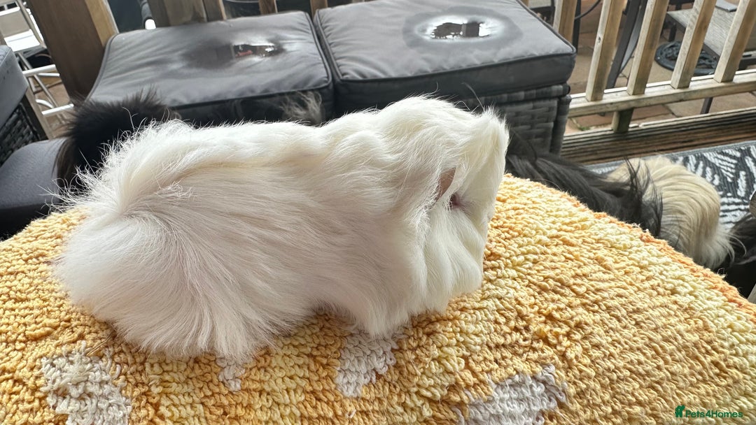 Guinea Pig rodents for sale: 2 Peruvian boar’s  in Wickford - Image 2