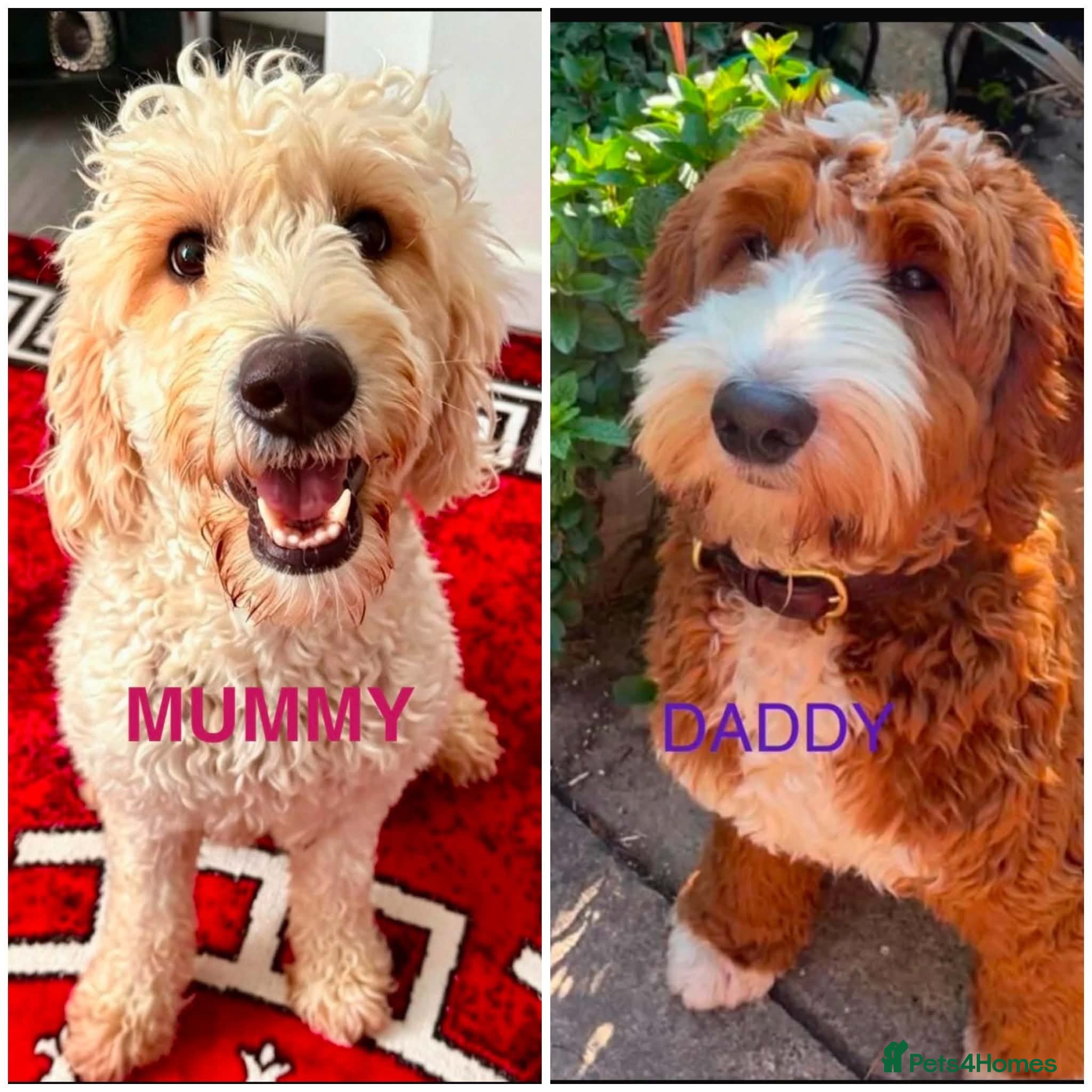 Goldendoodle dogs BEAUTIFUL MULTIGEN AUSTRALIAN GOLDENDOODLE PUPPIES - Advert 16