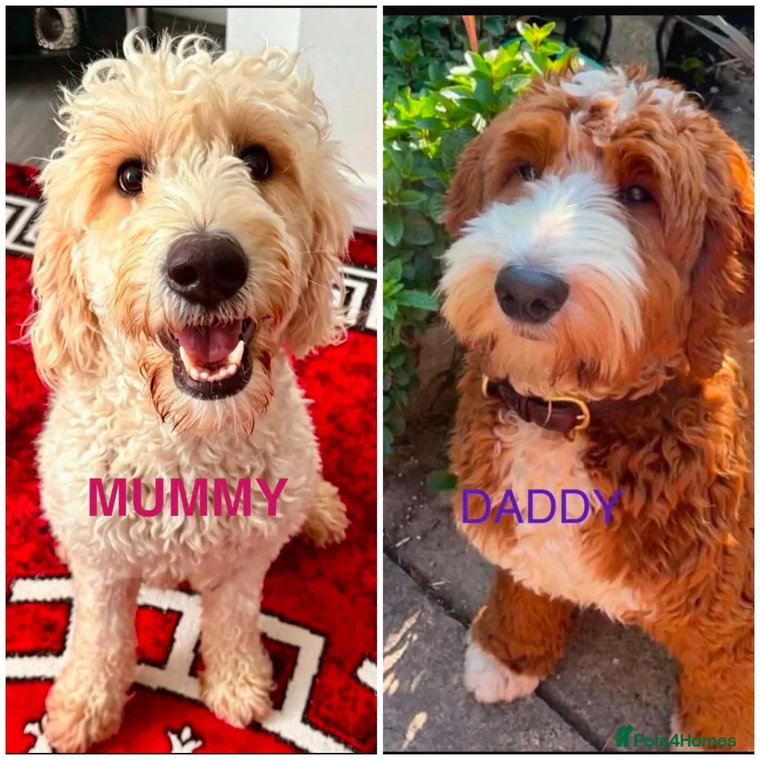 Goldendoodle dogs for sale: BEAUTIFUL MULTIGEN AUSTRALIAN GOLDENDOODLE PUPPIES - Advert 1