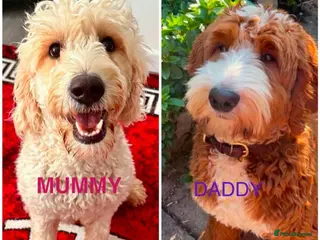 Goldendoodle dogs BEAUTIFUL MULTIGEN AUSTRALIAN GOLDENDOODLE PUPPIES - Advert 16