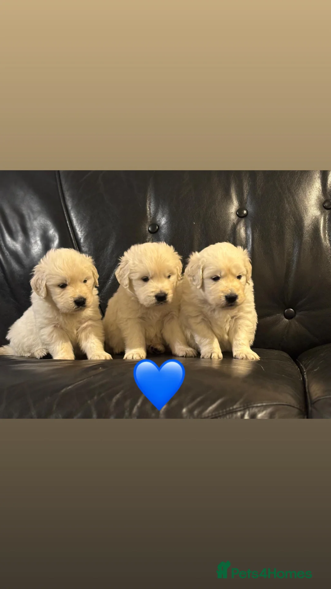 Golden Retriever dogs for sale: Stunning white golden retriever puppies  - Advert 2