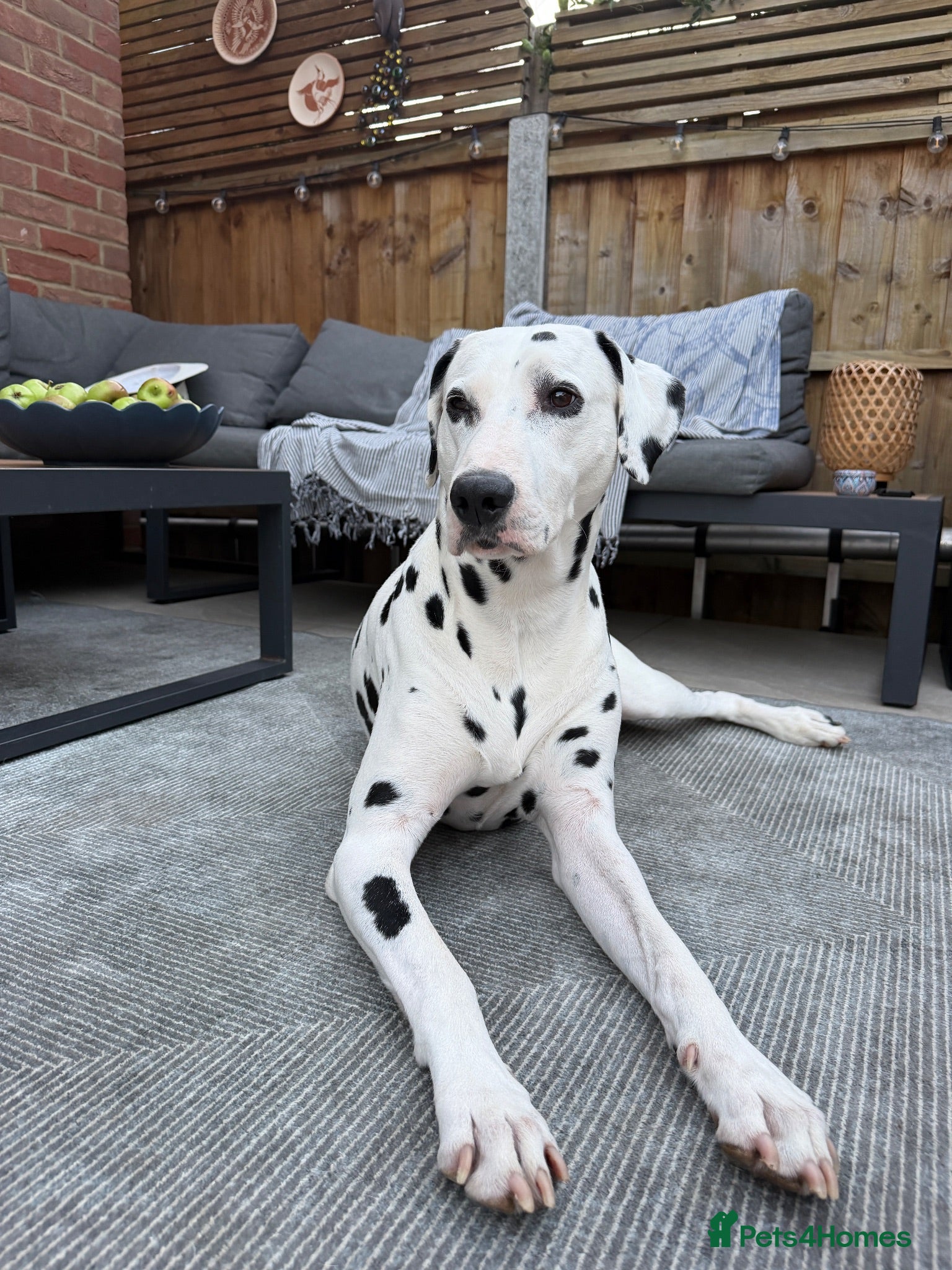 Dalmatian dogs PROVEN Black spot KC registered Dalmatian for STUD - Advert 4