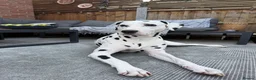 Dalmatian dogs for stud: PROVEN Black spot KC registered Dalmatian for STUD - Advert 1