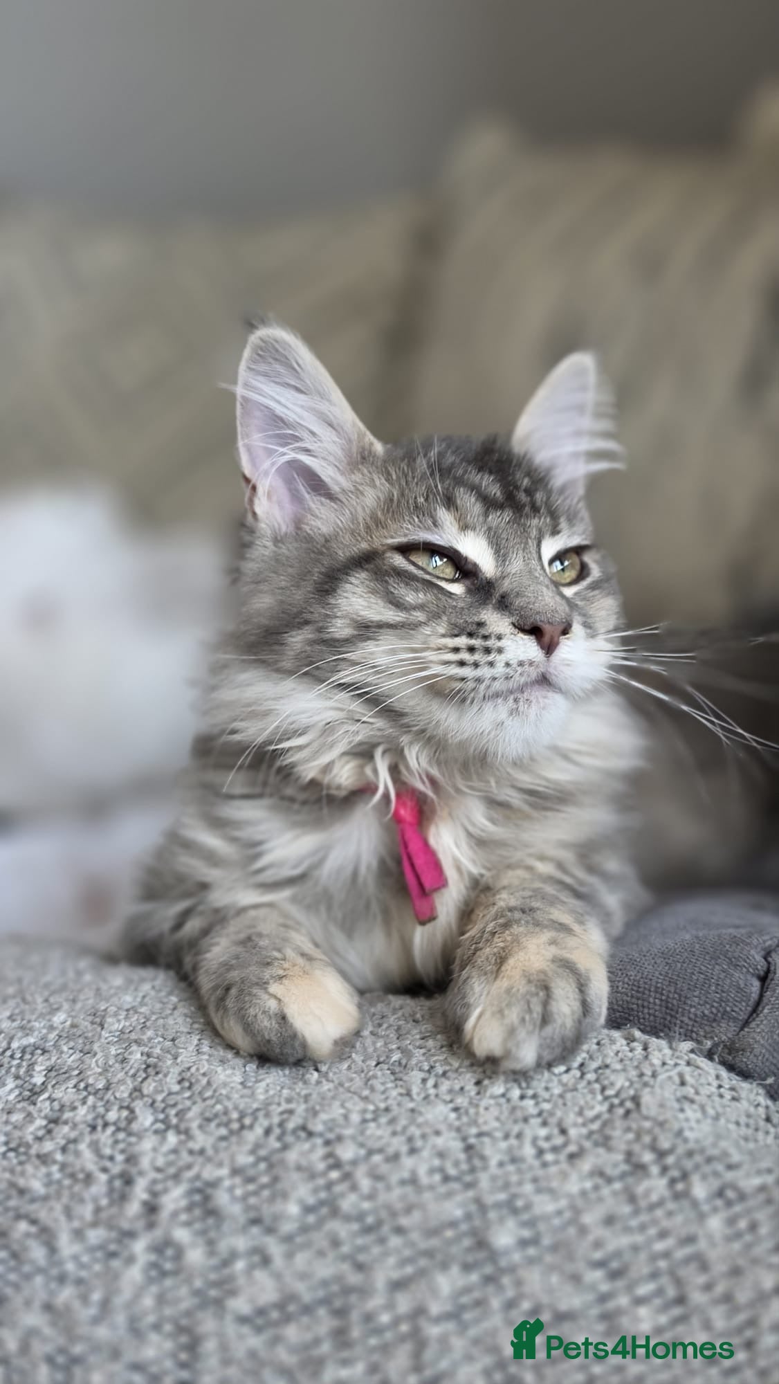 Maine Coon cats TICA Registered Maine Coon Kittens - Advert 2