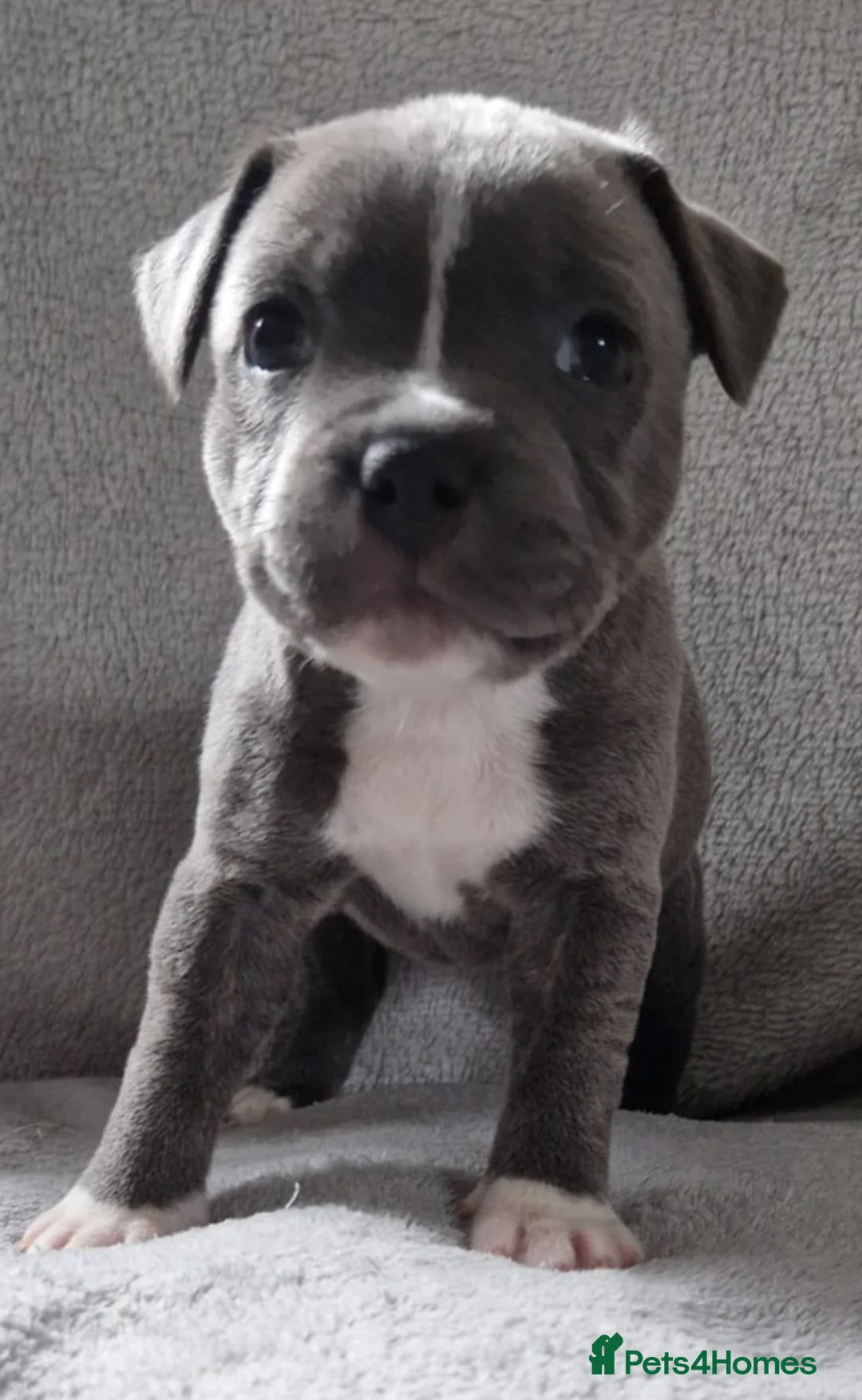 Staffordshire Bull Terrier dogs for sale: 3 Stunning Blue & White KC Reg Staffy Puppies - Advert 6