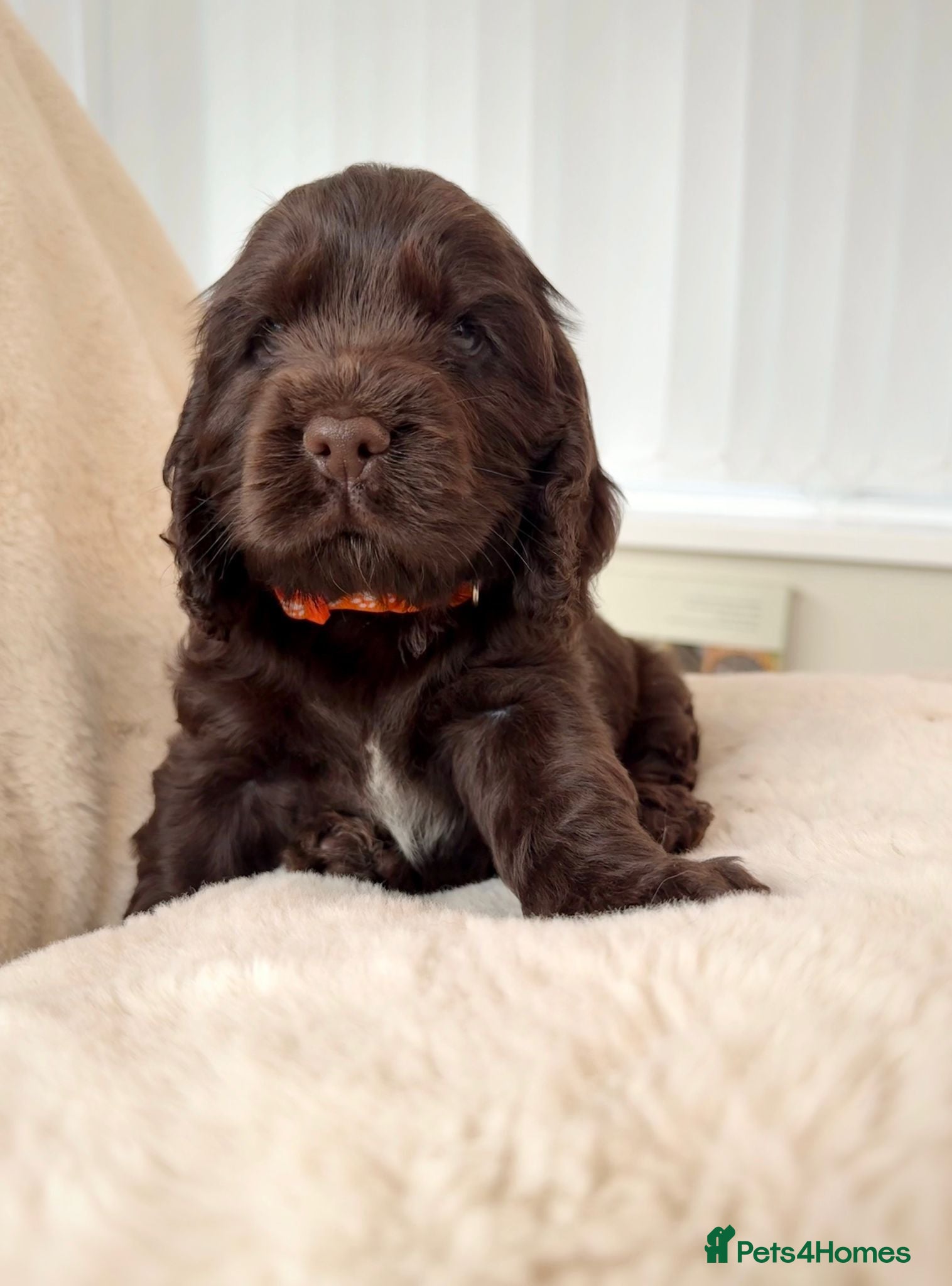 Cocker Spaniel dogs Extensively health tested KC Show Cocker Spaniels  - Advert 2