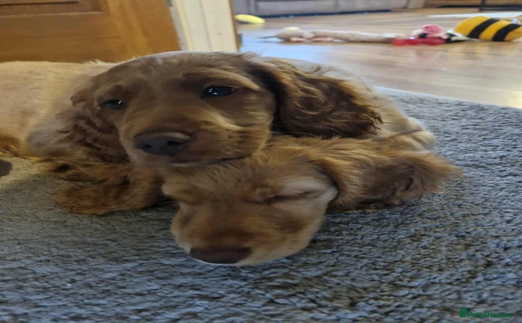 Cockapoo dogs - Advert 14
