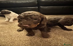 Cockapoo dogs for sale: Cockapoo Puppies F2 - Image 7